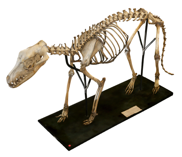3D scan of the Thylacine skeleton.